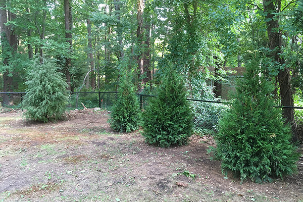 Chapman Land Services LLC - Tree Installation Project